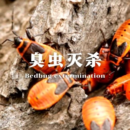 河池臭虫灭杀服务